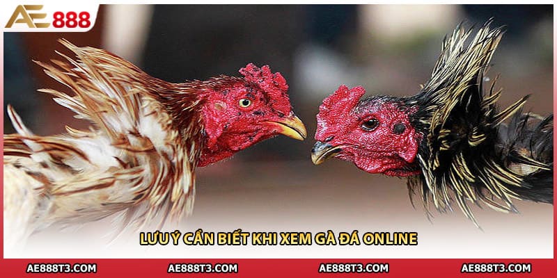 Trực Tiếp Đá Gà 167 - Kênh Phát Sóng Uy Tín - Febali