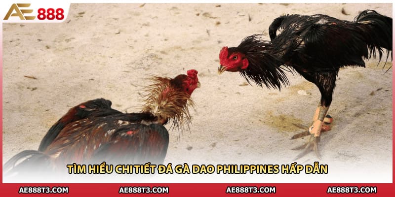 Đá Gà Dao Philippines - Sân Chơi Đỉnh Cao Cho Dân Mê - Febali